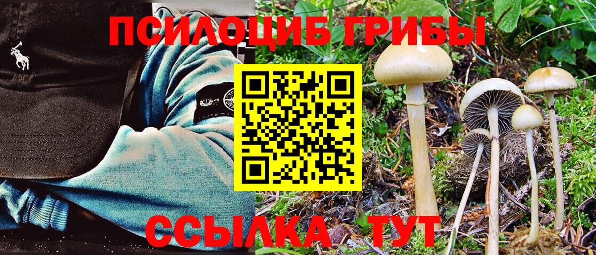 Псилоцибиновые грибы Psilocybe  Казань 